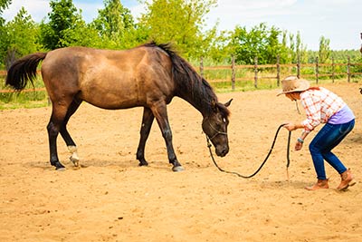 Fernstudium Horsemanship – Bodenarbeit mit dem Pferd