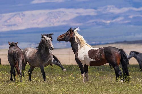 Pferde kommunizieren miteinander