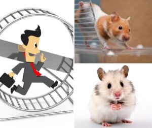 hamsterrad