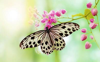 Metamorphose • Die Welt steht still
