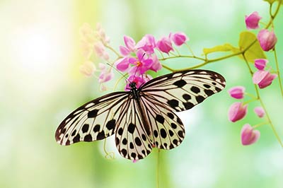 Metamorphose • Die Welt steht still Metamorphose • Die Welt steht still